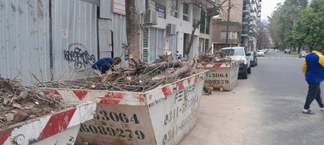 El árbol fue podado casi por completo este lunes y los vecinos señalaron que intentaron sacarlo durante este lunes feriado.