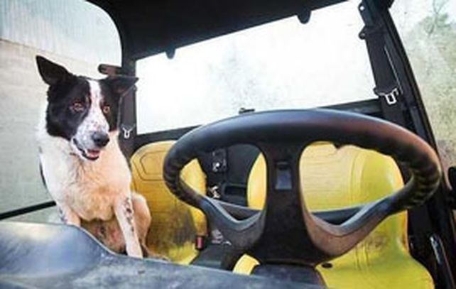 El perro Don quiso demostrar sus condiciones al volante pero hizo asustar a muchos.