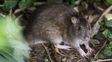 Dos muertes más por hantavirus y ya son 14 en todo el país