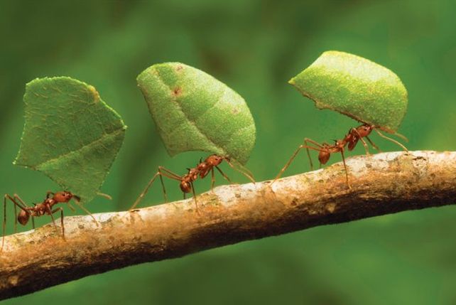 ¿Todas las hormigas del mundo pesan más que todos los humanos?