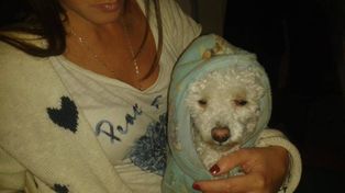 Desvalijan a familiares del papa francisco en mendoza y se llevan hasta un perro caniche