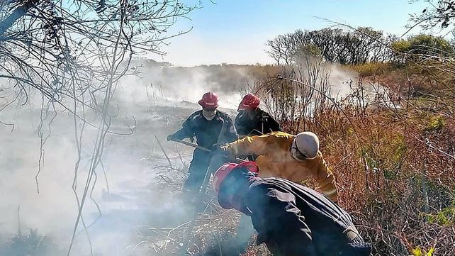 Para recuperar el suelo afectado por las quemas