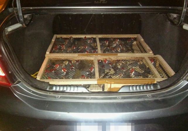 Gendarmería rescató aves de distintas especies enjauladas en el baúl de un auto
