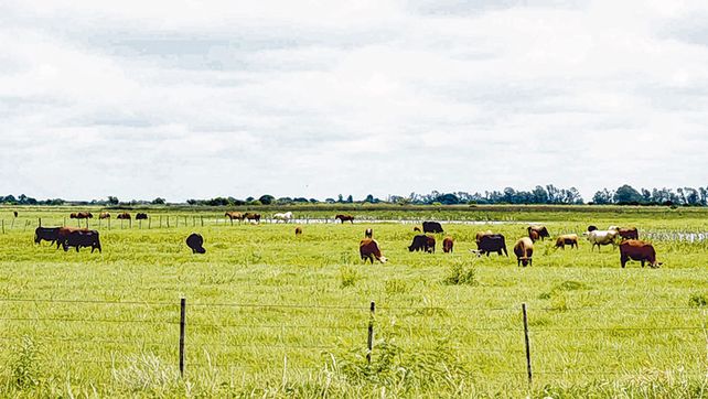 Oportunidad. Por la revalorizaci&oacute;n del precio del ternero