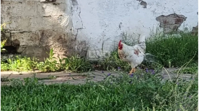 Un vecino intentó lastimar al gallo Coco que camina por el barrio Ciudadela de Santa Fe