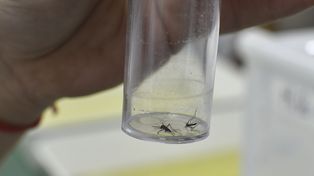 La nueva temporada de casos de dengue ya comenzó. El Aedes agypti está en toda la ciudad&nbsp;