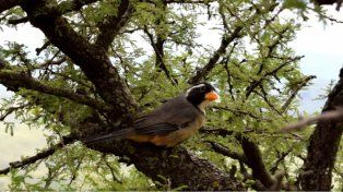 El pepitero de collar encabeza la lista de las aves más traficadas en Santa Fe.