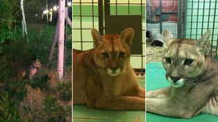 Rescataron a un puma que era mantenido como mascota en forma ilegal