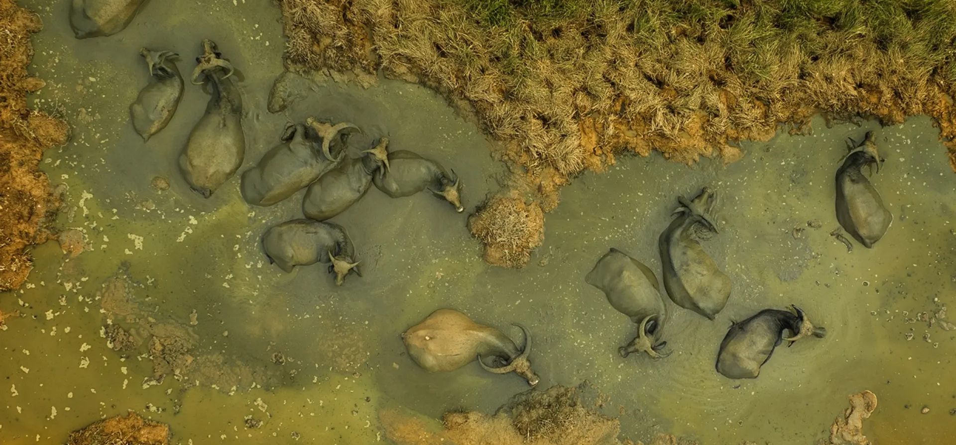 El baño de búfalos por Kiah Hwa Ng. Una vista de pájaro de un grupo de búfalos sumergiéndose en un estanque para refrescarse en un caluroso mediodía soleado. Los colores contrastantes del búfalo y sus alrededores crearon una llamativa imagen en tonos tierra. Esta foto fue capturada con el dron DJI Mavic 3.
