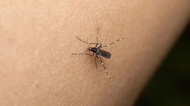 Brote de dengue: advierten que Rosario está en la zona más complicada del país