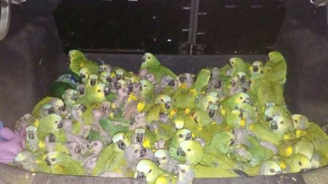 Las aves estaban en el baúl del auto. El chofer está acusado de tráfico ilegal de animales y depredación.