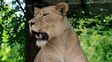 Un león recién llegado al zoológico de Alabama mató a una leona