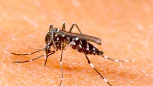 Se confirmó un caso de Dengue en Armstrong en una joven de 29 años