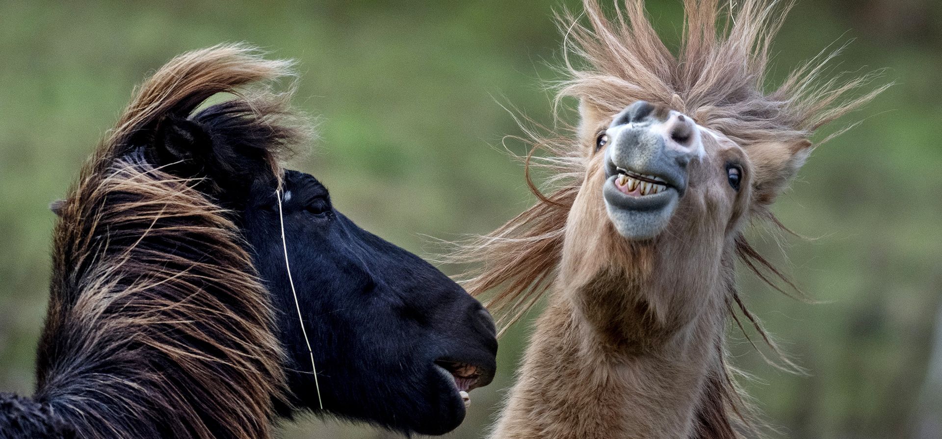 Caballos islandeses juegan en un establo en Wehrheim, cerca de Frankfurt, Alemania, el martes 26 de noviembre de 2024. (Foto AP/Michael Probst) Caballos islandeses juegan en un establo en Wehrheim, cerca de Frankfurt, Alemania, el martes 26 de noviembre de 2024. (Foto AP/Michael Probst)