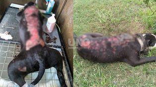 Ofrecen recompensa por datos tras la cruel muerte de un Pitbull
