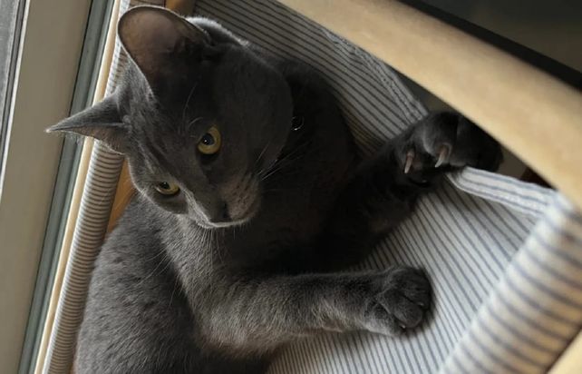 Las camas para gatos se venden con distintos diseños.