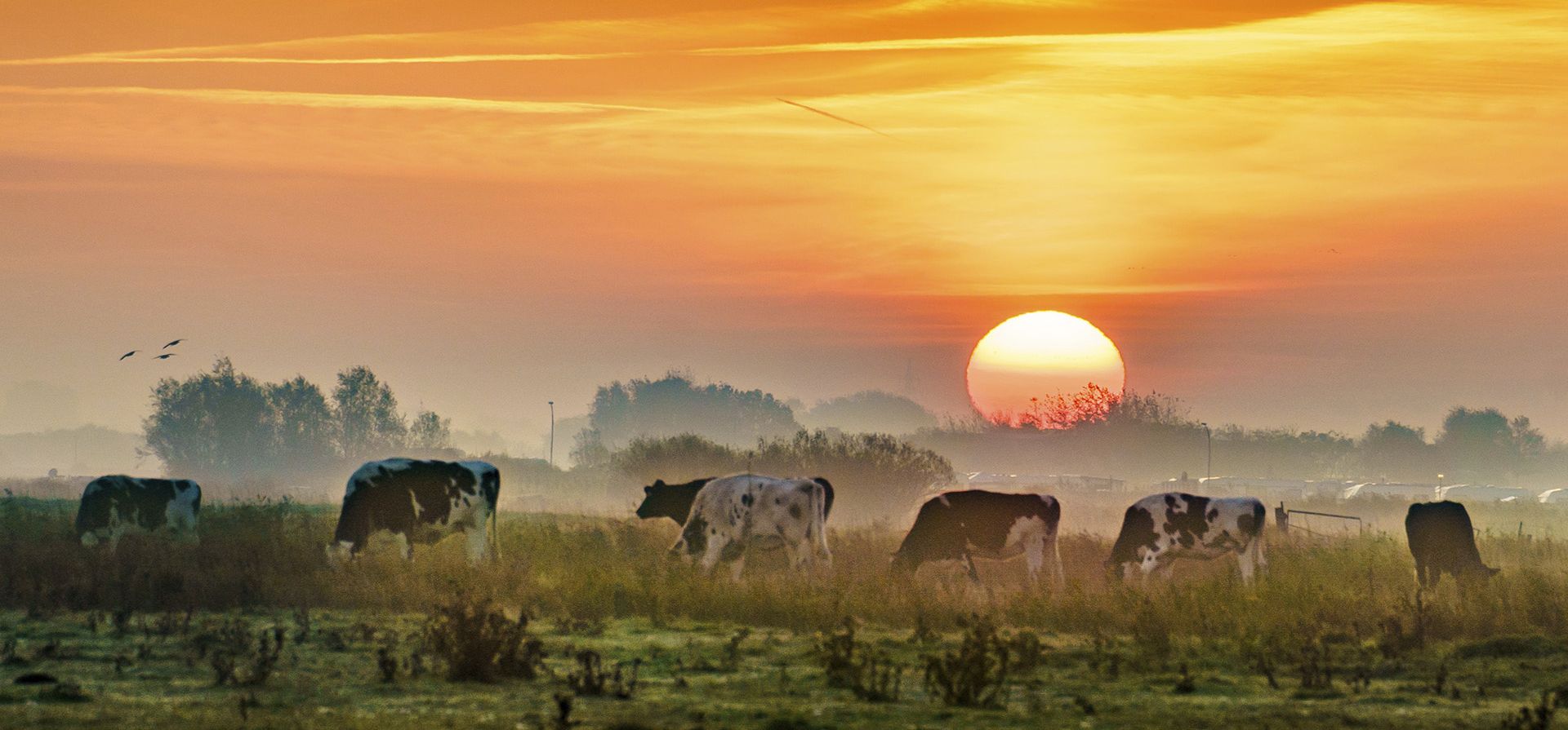 El sol sale en la península de Eiderstedt sobre los brumosos pastos donde pasta el ganado en St. Peter-Ording, Alemania, el miércoles 26 de octubre de 2022.