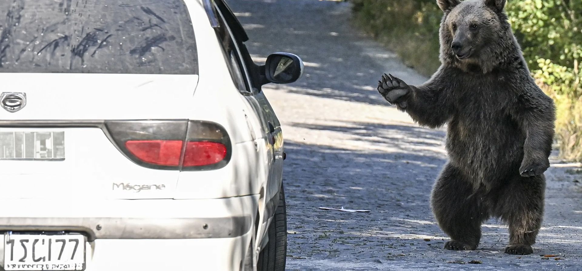 Bitlis, Turquía. Un oso parece saludar a un vehículo en una carretera hacia el lago Nemrut, en el este de Turquía. Fotografía: Agencia Anadolu/Getty Images Bitlis, Turquía. Un oso parece saludar a un vehículo en una carretera hacia el lago Nemrut, en el este de Turquía. Fotografía: Agencia Anadolu/Getty Images