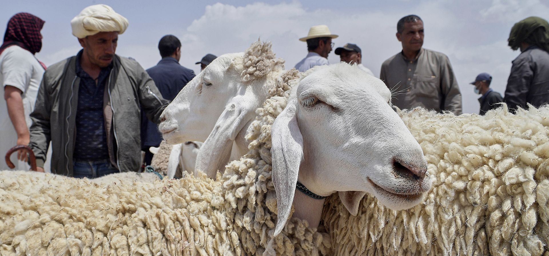 Varias personas compran animales vivos en un mercado de ganado en Aïn Oussera, Argelia, el 5 de junio de 2025, mientras musulmanes de todo el mundo celebran el Eid al-Adha sacrificando animales para conmemorar la leyenda coránica sobre la disposición de Ibrahim a sacrificar a su hijo Ismail como acto de obediencia a Dios. (Foto AP/Fateh Guidoum) Varias personas compran animales vivos en un mercado de ganado en Aïn Oussera, Argelia, el 5 de junio de 2025, mientras musulmanes de todo el mundo celebran el Eid al-Adha sacrificando animales para conmemorar la leyenda coránica sobre la disposición de Ibrahim a sacrificar a su hijo Ismail como acto de obediencia a Dios. (Foto AP/Fateh Guidoum)