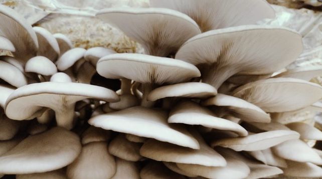 Nutrición. La producción de hongos utiliza habitualmente desechos de la agroindustria como cereales o aserrín.
