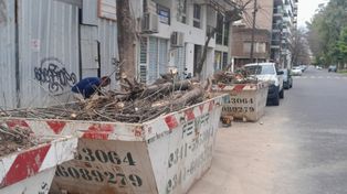 El árbol fue podado casi por completo este lunes y los vecinos señalaron que intentaron sacarlo durante este lunes feriado.