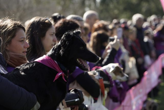 Una caminata con garra: familias enteras y sus mascotas se sumaron al Mascotón