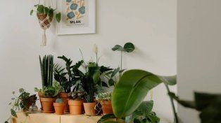 Verde en invierno: 11 plantas de fáciles cuidados para adornar un departamento