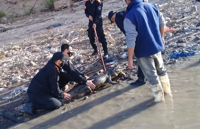 Rescate de un yacaré en las orillas del Paraná en cercanías de Rosario.&nbsp;