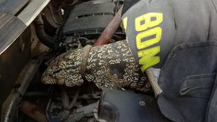 El ejemplar de lagarto overo rescatado por los Bomberos Zapadores de Rosario del interior del motor de un auto en zona sur. 