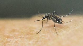 Son 19 los casos de dengue confirmados en la ciudad