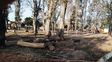 Asesinato en la noche del lunes en la zona sur de Rosario 32 casino Vecinos de zona sur denuncian la tala de 22 añosos eucaliptus en la plaza Las Heras