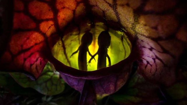 Las asombrosas fotos de la naturaleza premiadas en un concurso