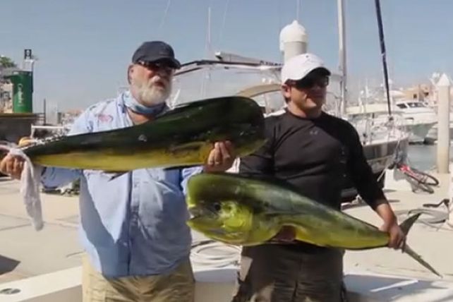 Un pescador exhibía su trofeo y un lobo marino se lo robó