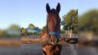 Olivia tiene las orejas cortadas y las patas traseras con blanco. Por información contactarse en Facebook con Mi Reino Por Un Caballo de Paraná