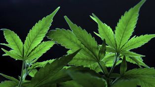 El gobierno de Uruguay propone legalizar la marihuana y estatizar su venta