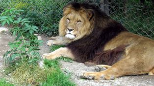 Le pidieron papeles en la ruta y descubrieron que llevaba un le&oacute;n
