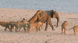 Un elefante bebé se defiende del ataque violento de una manada de leones hambrientos