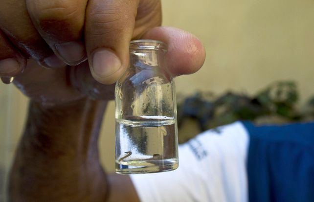 Larva deAedes aegypti. La víctima tenía dengue pero murió a causa de una meningitis bacteriana.
