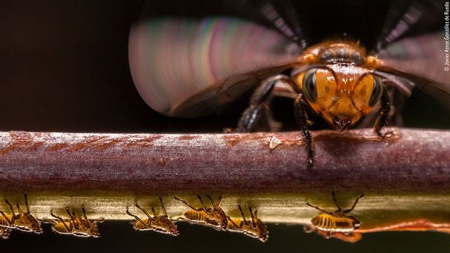 Imágenes ganadoras del premio Fotógrafo de Vida Silvestre 2018