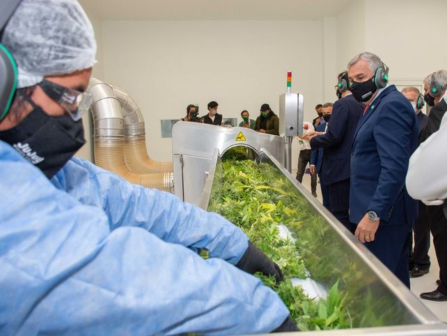 Jujuy comienza a proveer a las farmacias el aceite de cannabis de producción estatal