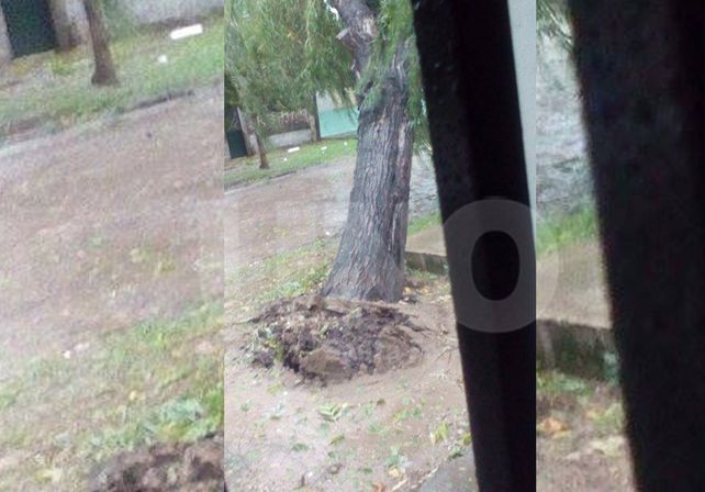 Thiago envió la foto de un árbol caído en calle Aguado.