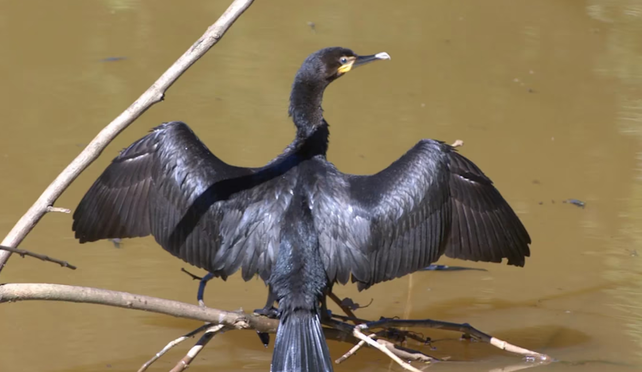 Confirman detección de influenza en aves silvestres en Jujuy y declaran situación emergencia