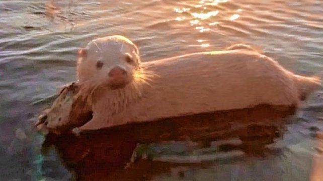 Sorprendente hallazgo: avistan un lobito de río albino en el norte de Entre Ríos.