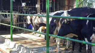 Tamberos están afectados por la sequía pero también pro otras variables