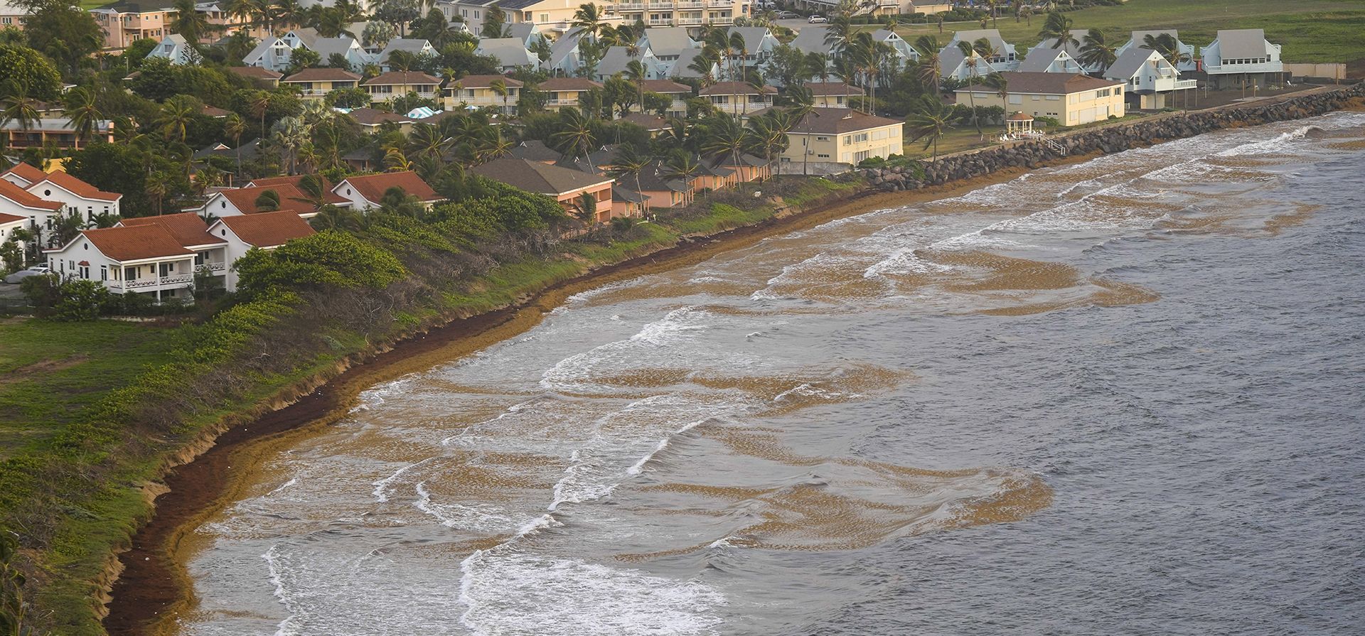 Las algas marinas cubren la costa atlántica en Frigate Bay, St. Kitts y Nevis, el miércoles 3 de agosto de 2022. Una cantidad récord de algas marinas está asfixiando las costas del Caribe desde Puerto Rico hasta Barbados a medida que toneladas de algas marrones matan la vida silvestre, ahogan la industria del turismo y liberar gases tóxicos, según el Laboratorio de Oceanografía Óptica de la Universidad del Sur de Florida.