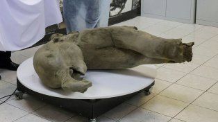 Hallaron una cría de mamut de 50.000 años en perfecto estado de conservación