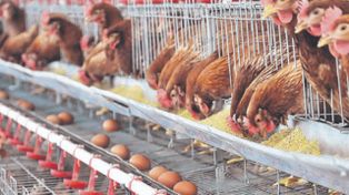 Se destacan como destinos de las exportaciones de carne aviar Arabia Saudita, Vietnam, Brasil, Emiratos Árabes Unidos, Sudáfrica, Angola y Hong Kong.