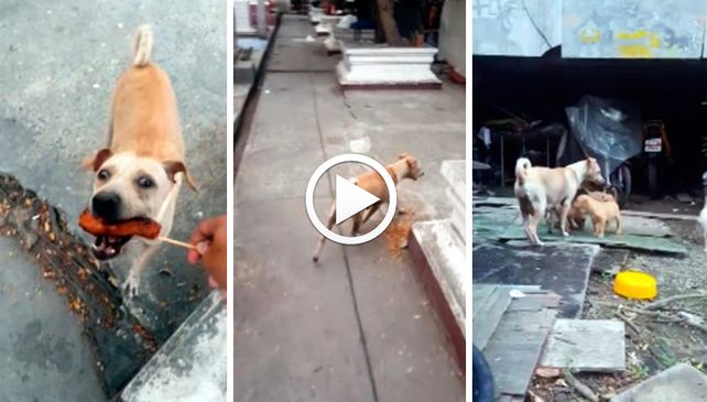 El video de la perra que pide para alimentar a sus cachorros se volvió viral.