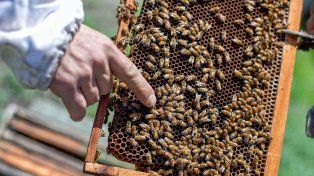 El rol clave de la apicultura para la biodiversidad, la nutrición y el desarrollo rural