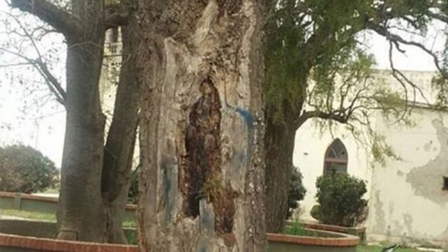 Imagen de la virgen en el árbol.&nbsp;